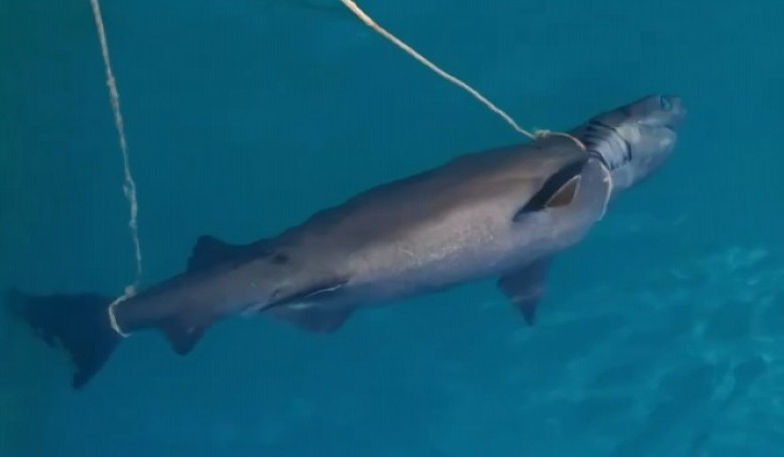 Antalya’da denizde köpek balığı ölüsü bulundu