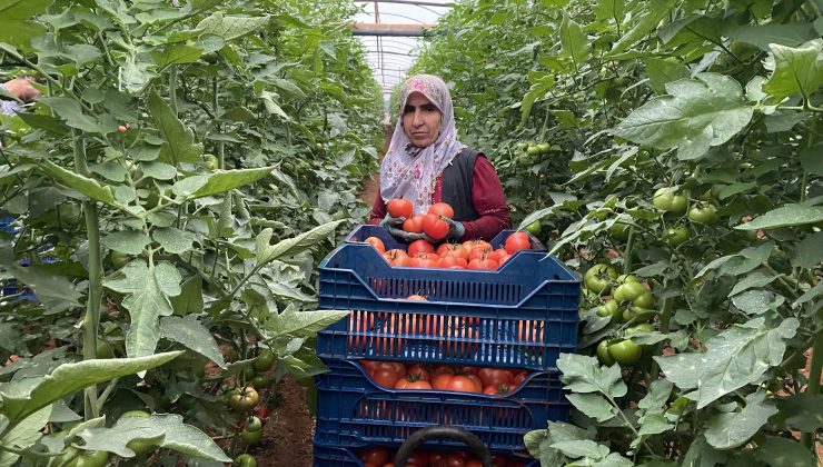 Seralarda domates hasadı başladı I VİDEO HABER