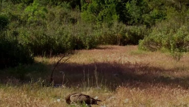 Akdeniz’in yaban hayatı fotokapan görüntülerine yansıdı I VİDEO HABER