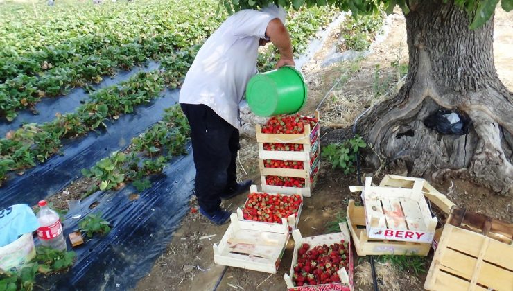 Çilekte üretim ve verimi artıracak çalıştayın sonuç raporu açıklandı