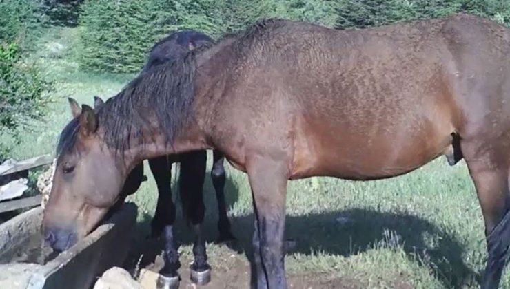 Yaban hayatı fotokapana yansıdı I VİDEO HABER