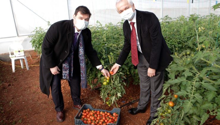 Ürüne özgü sera plastiği çalışmalarında ilk hasat heyecanı