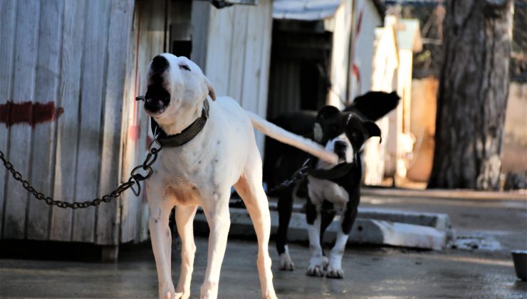 ‘Yasaklı tür’ olan bin 663 adet köpek kayıt altına alındı