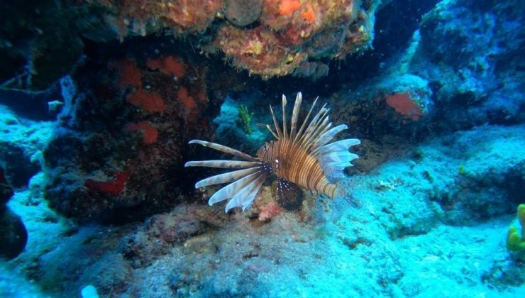 Deniz suyu soğudu, istilacı balık türleri kıyıyı terk etti