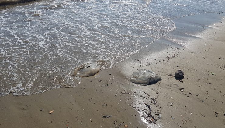 Alanya’da ağırlığı 2 ile 5 kilogram arasındaki deniz anaları sahile vurdu