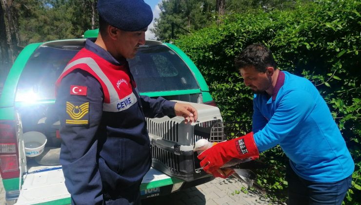 Devriye gezen jandarmadan duyarlılık örneği