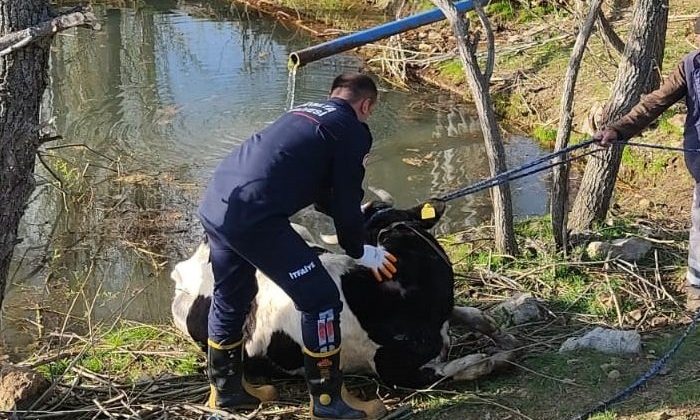 Havuza düşen ineği itfaiye kurtardı