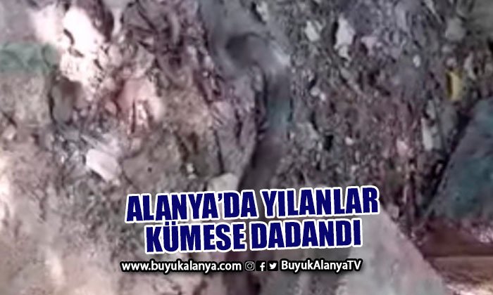 Alanya’da 2 metre yılan 15 civcivi yuttu