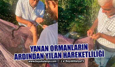 Yaşam alanları yok olan yılanlar, merkeze akın ettiler