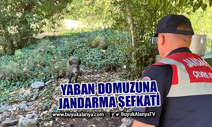 Sıcaklardan bunalan yaban domuzuna yardım eli