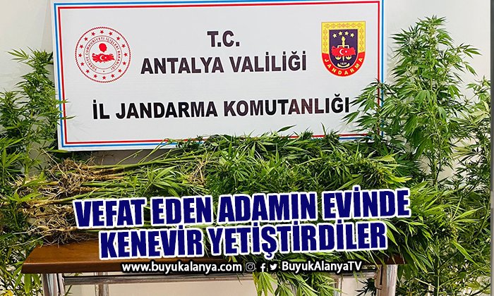 18 yıl önce vefat eden adamın bahçesinde karı koca kenevir yetiştirdiler