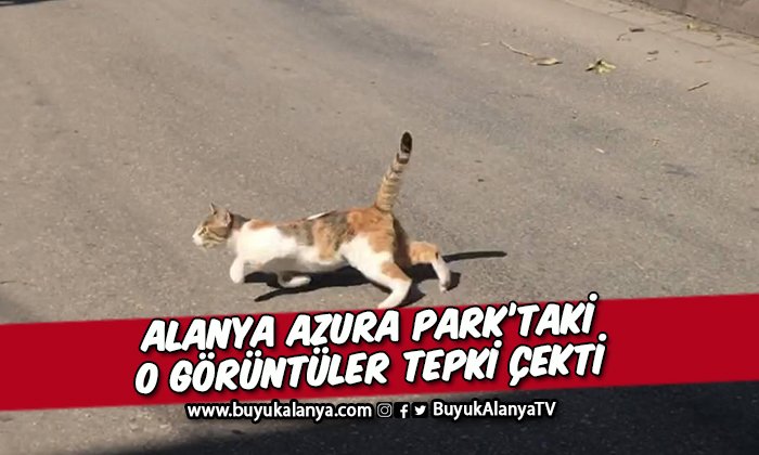 Alanya Azura Park’ta kediye şiddet