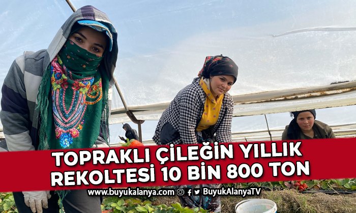 45 gün beklenip 6 ay hasat yapılıyor