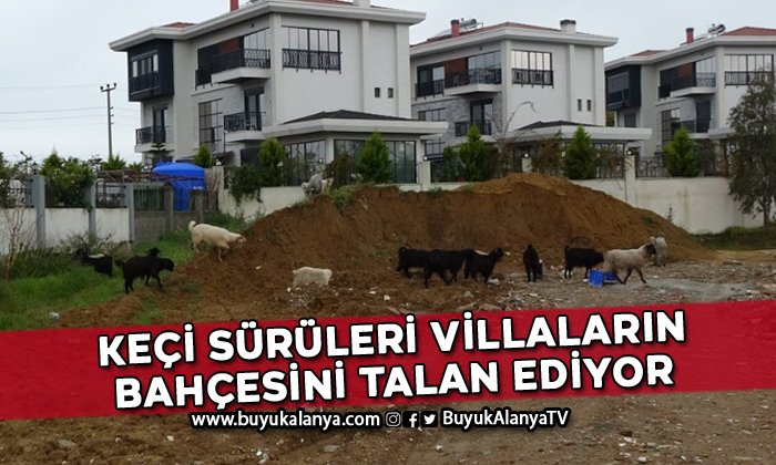 Koyun ve keçi sürüleri villaların bahçelerini talan ediyor