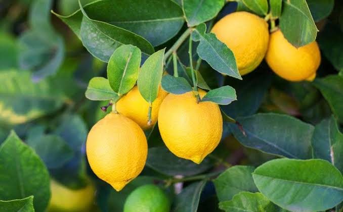 Alanya’da yetişen limonun kilosu 120 TL OLDU