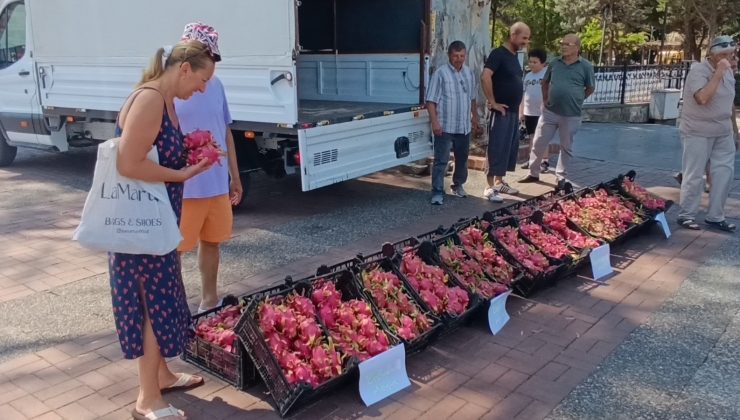 Aracılara kızan üretici 2 bin adet Ejder meyvesini bedava DAĞITTI