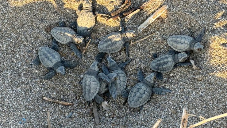 Alanya’da yavru carettalar mavi SULARLA BULUŞMAYA devam ediyor