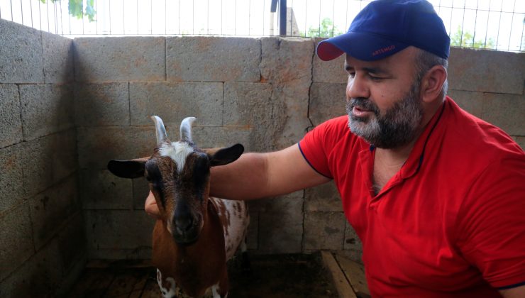 Başına çuval geçen CÜCE KEÇİ diğer keçilerin kabusu oldu