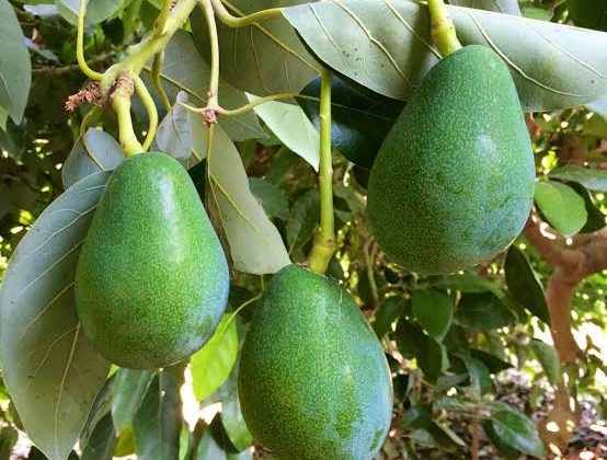 İşte Alanya’da AVOKADO hırsızlığını önleme formülü