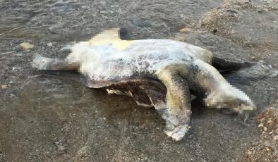 Alanya’da caretta caretta ÖLÜSÜ bulundu