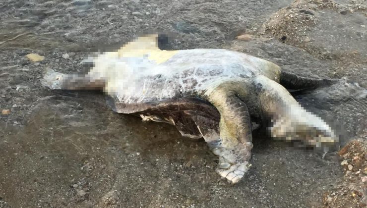 Alanya’da caretta caretta ÖLÜSÜ bulundu