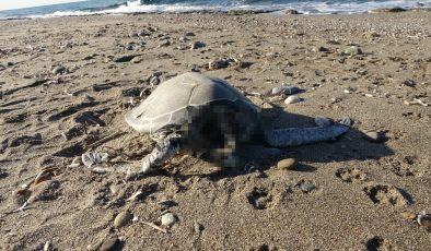 Alanya’da son bir haftada iki CARETTA ölü bulundu