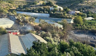 Alanya’da AVOKADO BAHÇESİNDE yangın: 60 ağaç kül oldu