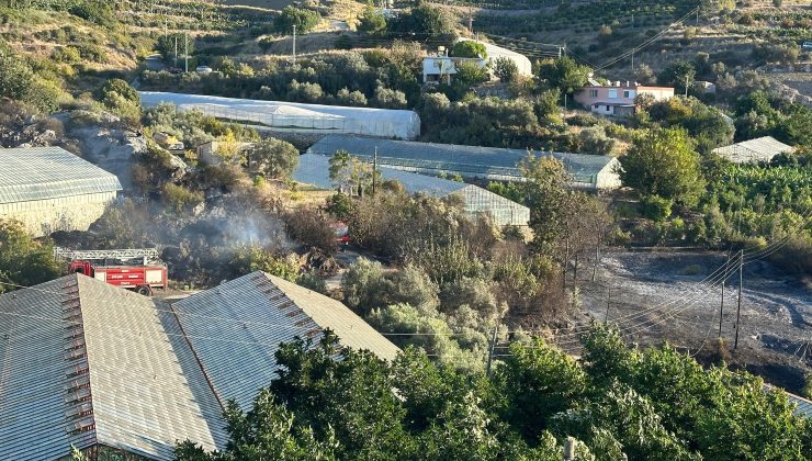 Alanya’da AVOKADO BAHÇESİNDE yangın: 60 ağaç kül oldu