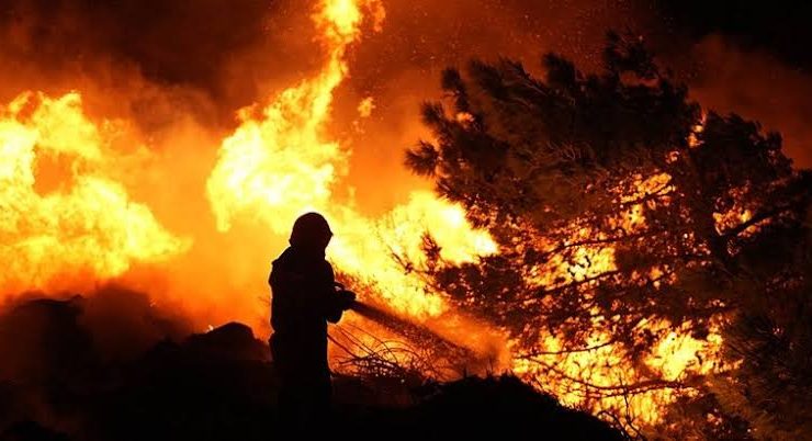 Alanya Dim Vadisi’nde ORMAN yangını