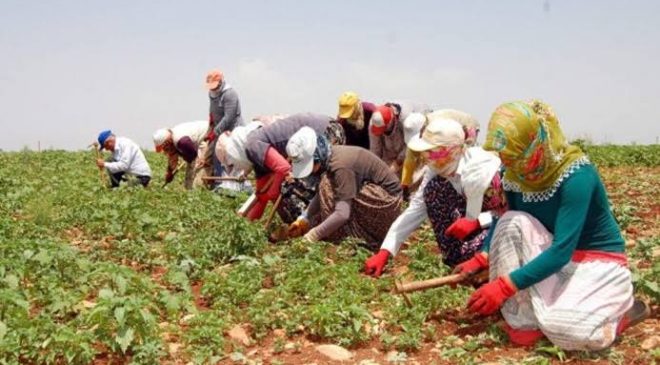 Alanya’da TARIM sektöründe İŞÇİ krizi