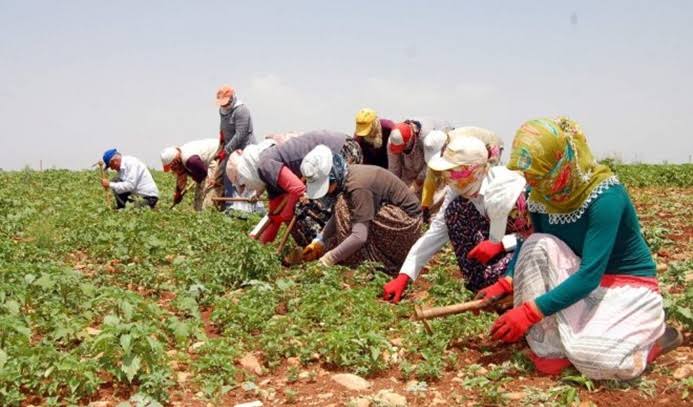 Alanya’da TARIM sektöründe İŞÇİ krizi