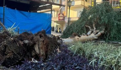 Alanya’da asırlık ağaç FIRTINAYA yenik düştü