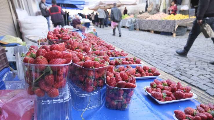 Alanya’da Hal’in fiyat şampiyonu GAZİPAŞA ÇİLEĞİ