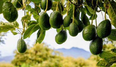 Alanya’da avokado üretimi TARİHİ REKOR kırıyor