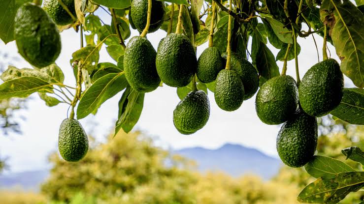 Alanya’da avokado üretimi TARİHİ REKOR kırıyor